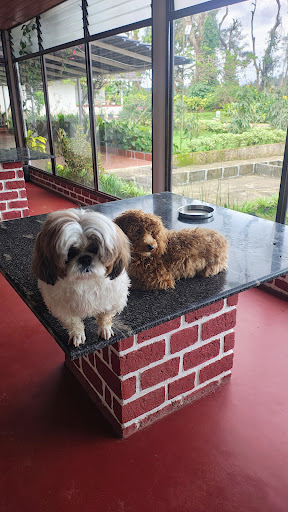 🐾 We had some adorable guests at LaRa Homestay! 🐶✨ post image