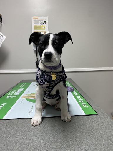 MuraBella Animal Hospital - Thumbnail