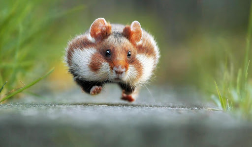 Banisters pets shop Gallery - United Kingdom