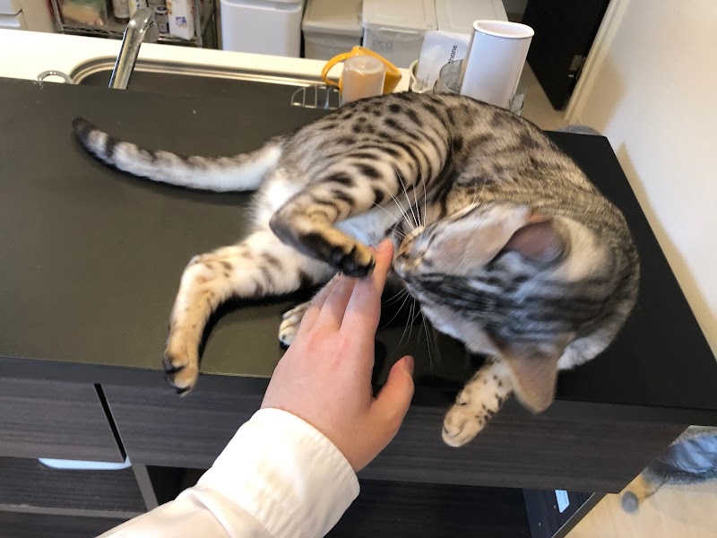 ペットシッターゆりかご