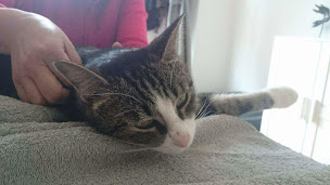 Photo n°6 de Marian Faust Ostéopathe Animalier - OA568 à Koenigsmacker (Ostéopathe)