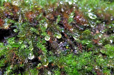 Photos of Border in Rainforest