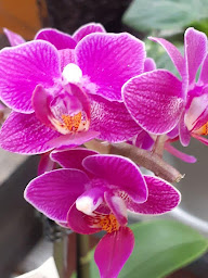 Photo n°14 de L'Ange Fleuri à Val d'Erdre-Auxence (Fleuriste)