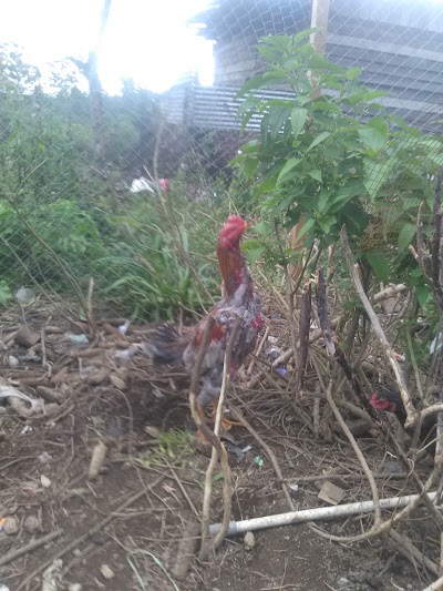 Photos of Stadion Panji