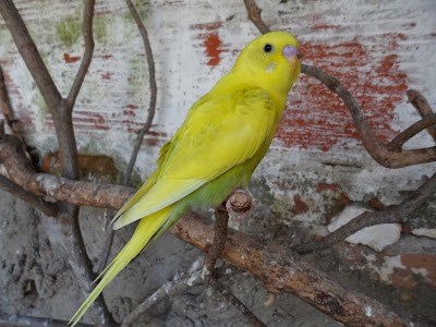 Photos of Aviario El T&iacute;o Caim&aacute;n