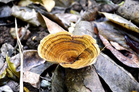 Dunumadalawa Forest Reserve, Author: Rangana Rajapaksha