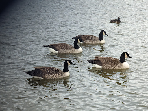 Waters' Edge Country Park - Thumbnail