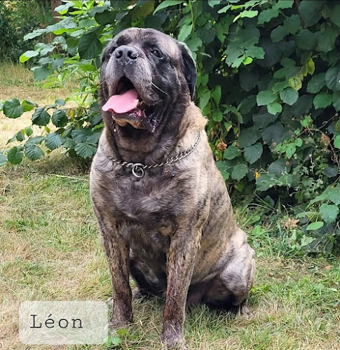Cabinet vétérinaire Artémis des Dr Achcar, de Cussac et Mayère - Le Louvre