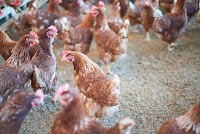 株式会社WABISUKE