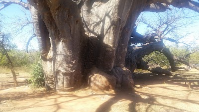 Photos of Segola Baobab