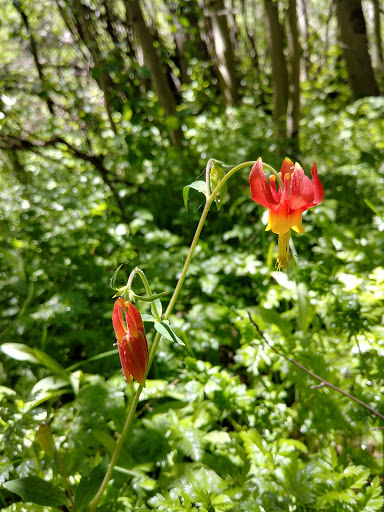 Lye Creek Campground - Thumbnail
