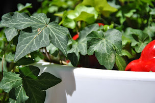 Photo n°13 de Poivron Rouge à Beaulieu-sur-Mer (Magasin de matériel de cuisine)