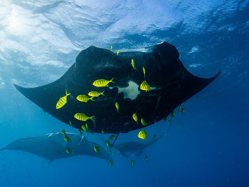 Barefoot Manta Island Resort by null