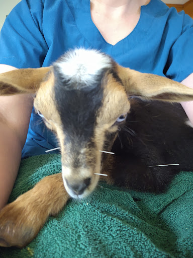 Hello Harmony Vet