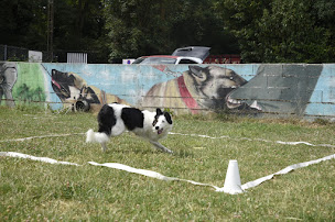 Photo n°3 de Mordus de l'éduc à Chauconin-Neufmontiers (Promeneur de chien)