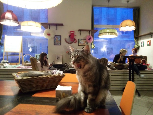 9 Cutest Animal Cafes Around the World Cat cafe, Cute animals, Animal articles