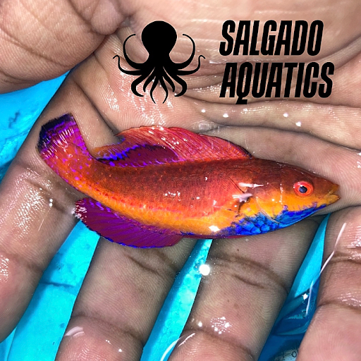 SALGADO AQUATICS - Thumbnail