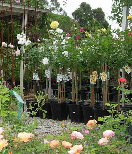 Green E Roses - Thumbnail