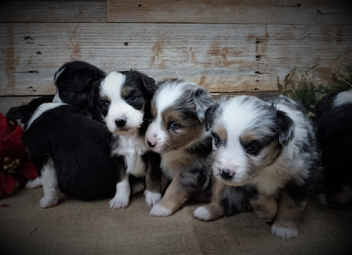 Cowboy Company K9s Miniature Australian Shepherd, Toy Australian Shepherd - Thumbnail