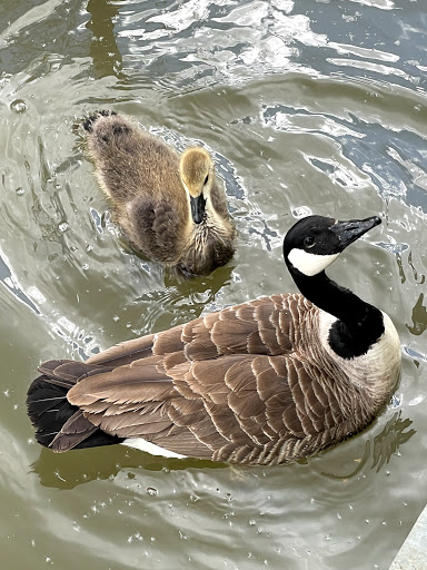 Ifield Mill Pond - Visual