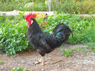 Photo n°4 de La Brize à Saint-Martin-Curton (Association bénévole)