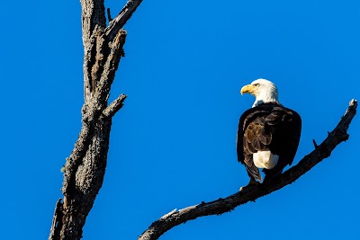 Liberty Hill Wildlife Management Area