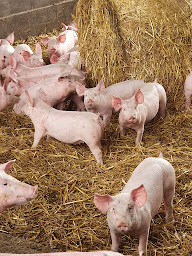 Photo n°4 de La Ferme Du Porc Sain à Tostat (Ferme)