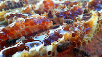 Musée de l'Abeille à Xaintrailles