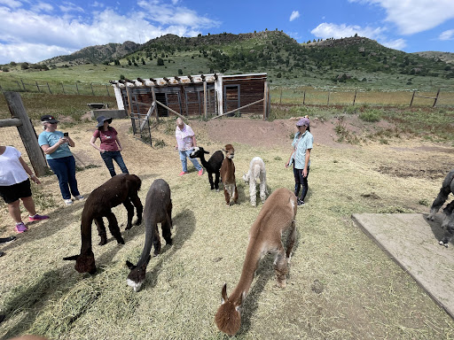 Smooth Alpaca Experience - Thumbnail