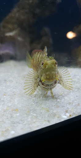 Sweet's Saltwater - Thumbnail