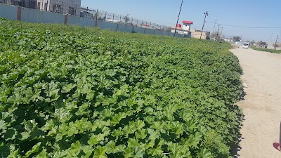 Photos of Turkmen Sports Club