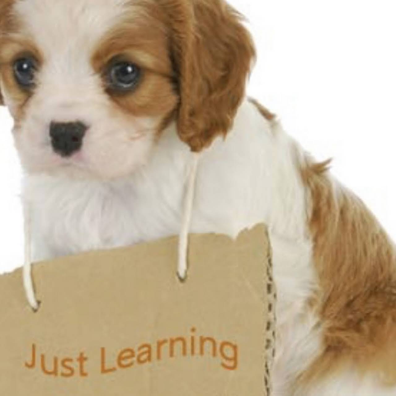 Private inHome Just The Basics Dog Obedience Training Dog Trainer