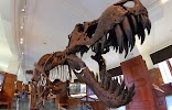 Фотография Zoologisk museum (Robert Colletts hus) – Naturhistorisk museum, Осло, Норвегия