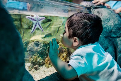 SEA LIFE San Antonio Aquarium