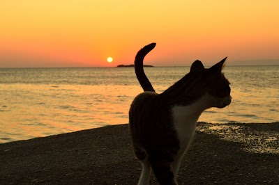 Marmara Fener Adası