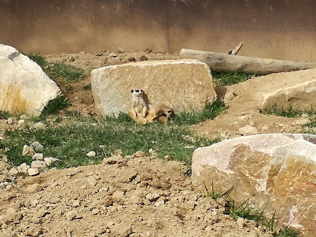 Parc Animalier d'Auvergne