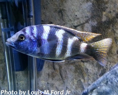 Photos of KGTropicals