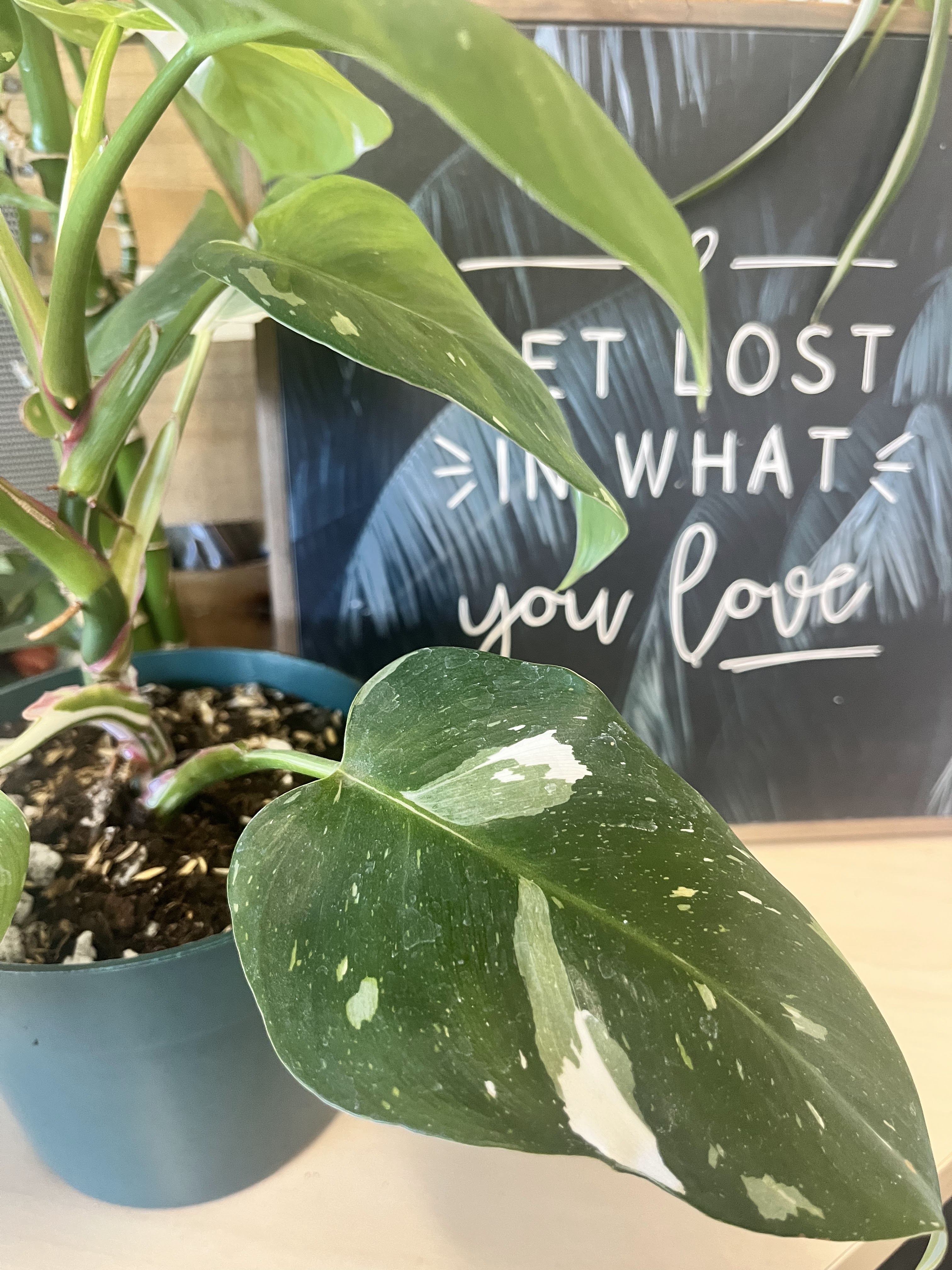 ElePlant