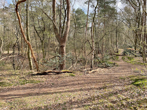 Goois Natuurreservaat Sijsjesberg