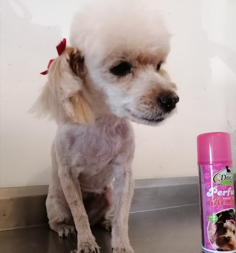 Veterinaria de la Dogtora Petdiatra