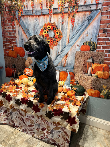 Le Pooch Spa & Boutique Gallery - United States