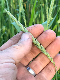 Photo n°17 de BARA MOD KOZH PAIN PAYSAN BIO AU FEU DE BOIS - SCEA FEURM HENT AER - LIGNOL - LE CROISTY - Le Provost à Lignol (Boulangerie)