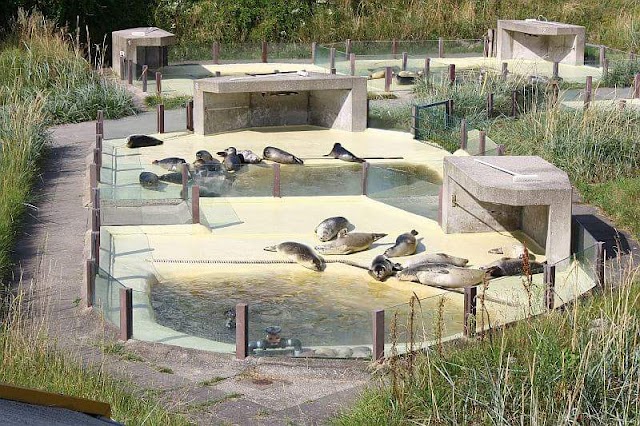 Seehundstation Friedrichskoog e.V.