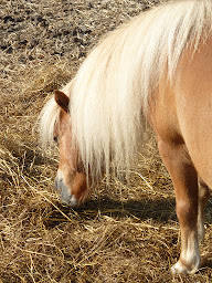 Photo n°7 de Camping de la Sensée à Aubigny-au-Bac (Terrain pour camping-cars)