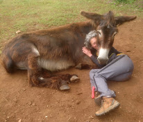 Heyok'Âne - Médiation par l'Animal avec des ânes à Penne
