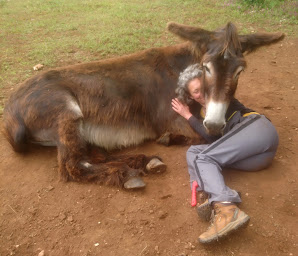 Photo n°1 de Heyok'Âne - Médiation par l'Animal avec des ânes à Penne (Travailleur social)