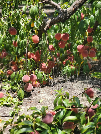 Shuler Peach Company Gallery - United States