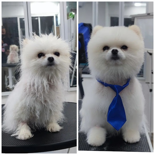 Peluquería Canina Panamá Poodle Sobre Ruedas