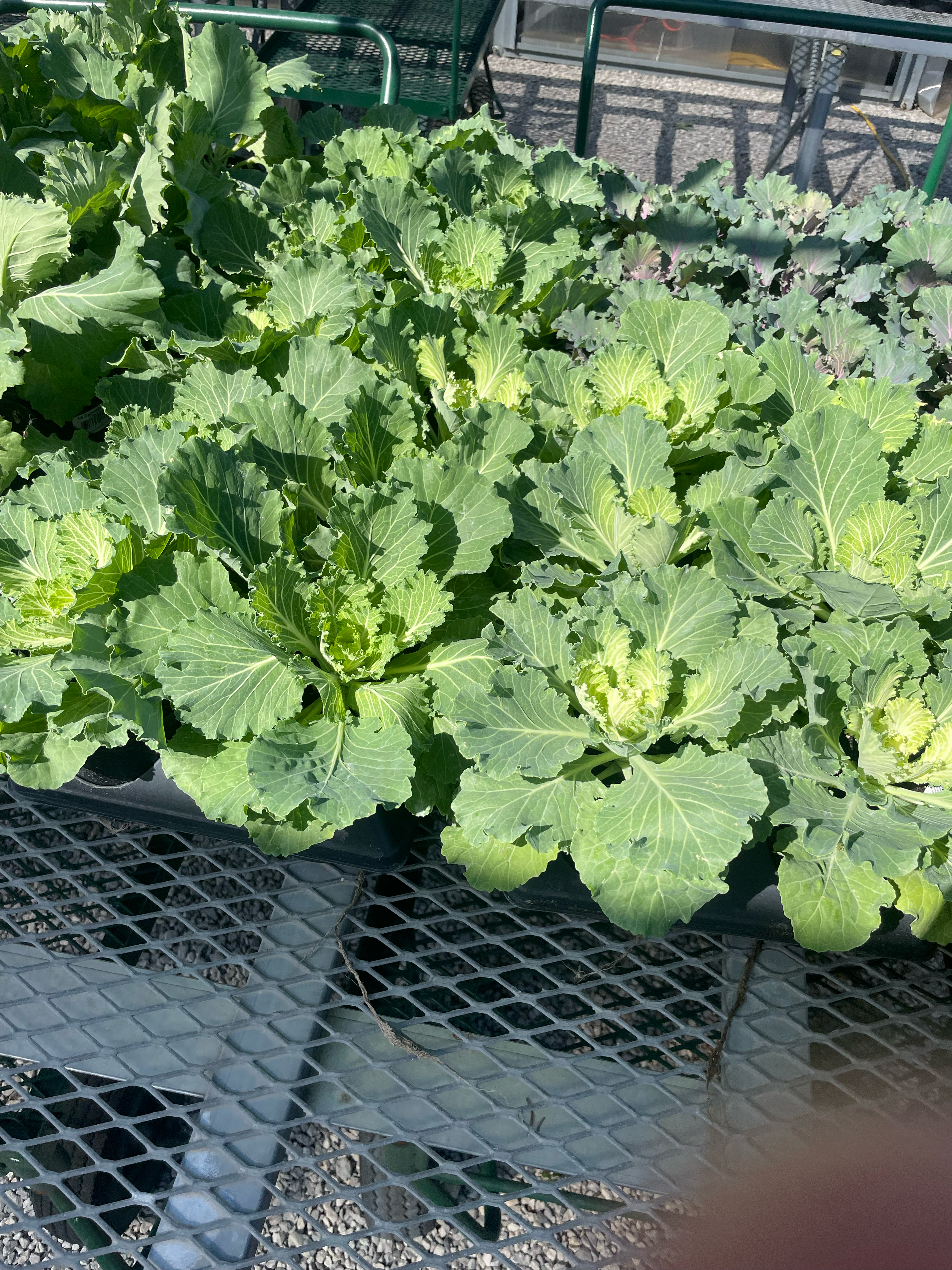 Myers Nursery Broken Arrow
