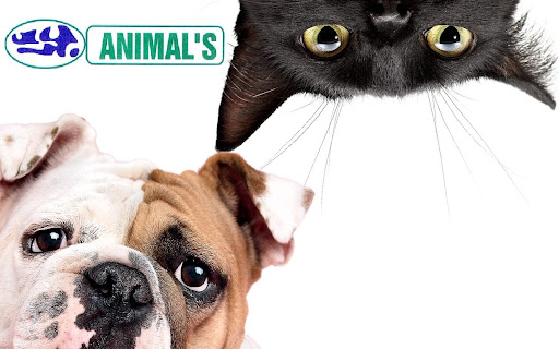 Animal's